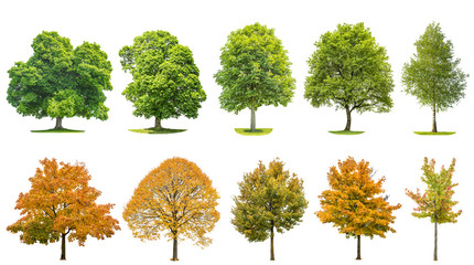 Trees isolated white background Oak maple linden birch - Powered by Adobe