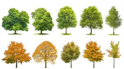 Stoff pro Meter Trees isolated white background Oak maple linden birch © LiliGraphie