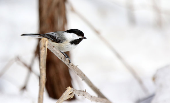 m&eacute;sange &agrave; t&ecirc;te noire
