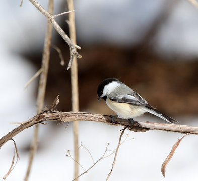m&eacute;sange &agrave; t&ecirc;te noire