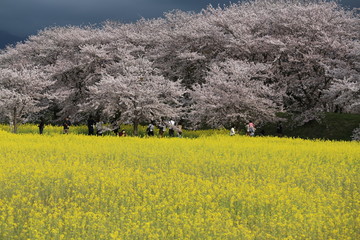 藤原京　菜の花と桜の競演
