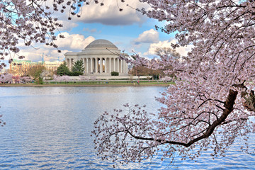 Obraz premium The Jefferson Memorial as seen across the Tidal Basin framed by Cherry Blossoms in bloom