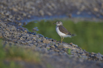Baby spotted sandpiper