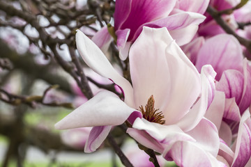 Fototapeta premium magnolia blossom