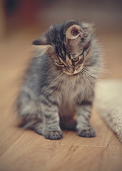 Gray fluffy striped kitten sits