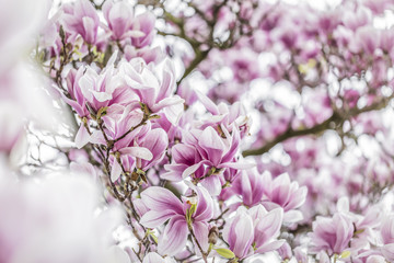 magnolia blossom