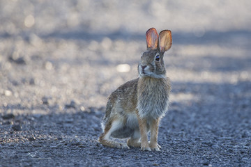 Eastern Cottontail rabbit