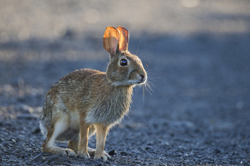 Eastern Cottontail rabbit