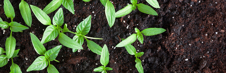 Young green seedlings plants growing in compost trays the view from the top, border design panoramic banner 
