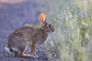 Eastern Cottontail rabbit