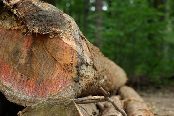 Log (close up)