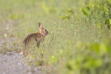 Eastern Cottontail rabbit