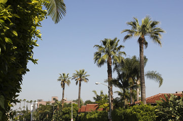 Fototapeta na wymiar palm trees in California