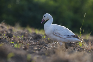 Snow Goose 