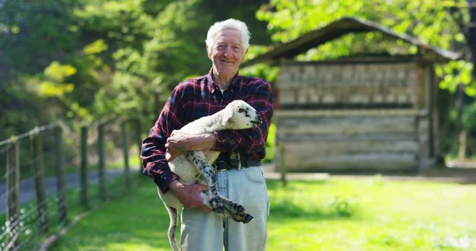 An old, well-smiling farmer, holds in his hands his beloved white lamb, which he raised himself, on the background of nature and a barn, the concept: ecology, livestock, farming, bio, nutrition.