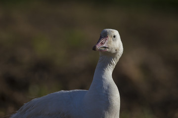 Snow Goose 