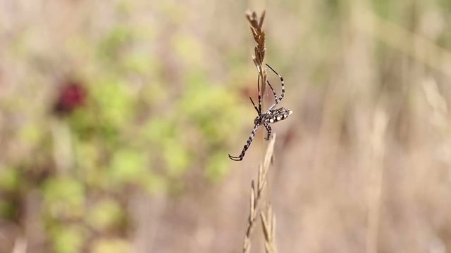 Argiope lobata spider fluttering in the wind in nature