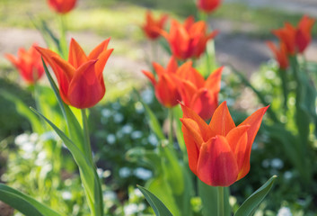 Tulip flowers blooming in Spring. Сolorful tulip on nature background. Closeup of beautiful spring flowers on green flowerbed in city park. Flowers with bokeh spring background.