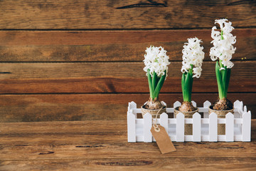 spring gardening background with hyacinth flowers, bulbs, Tubers, shovel and soil on white wooden garden table