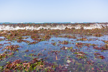 Ocean Reefs Seaweed Marine Plants Beach Shoreline