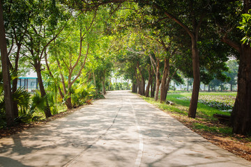 Trees Tunnel.