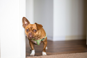 Small brown dog, poppy chihuahua plus pug. Chug. Puppy in the home with one ear standing up second lying