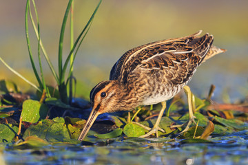 snipe on swamp looking for food in the morning sun