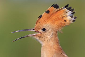 hoopoe open beak on the green background © drakuliren