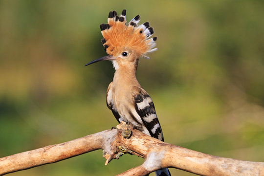 hoopoe with beautiful bangs sitting on a branch