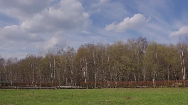 Beautiful panorama of the spring forest, blue sky and green grass