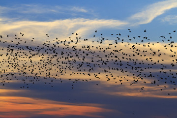 starlings flying in the sky at sunset