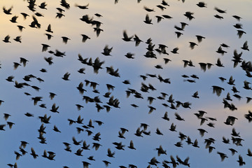 silhouettes of a flock of starlings in the evening sky