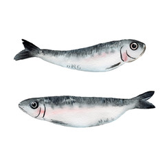 watercolor fish sardines