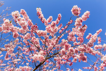 Cherry blossom trees in full bloom in springtime