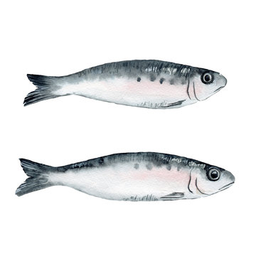watercolor fish sardines