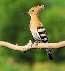 hoopoe as a symbol Religious beliefs