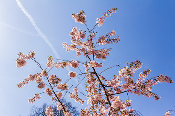 Cherry blossom trees in full bloom in springtime