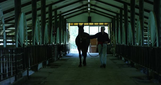 Good old farmer, proudly enters the corral with a beautifully manicured horse, where other cattle live, the concept: tradition, ecology, livestock, farming, bio, nutrition.