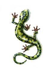Watercolor Green Salamander Hand Painted Lizard Illustration isolated on white background
