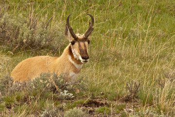 Naklejka na ściany i meble Pronghorn antelope close up