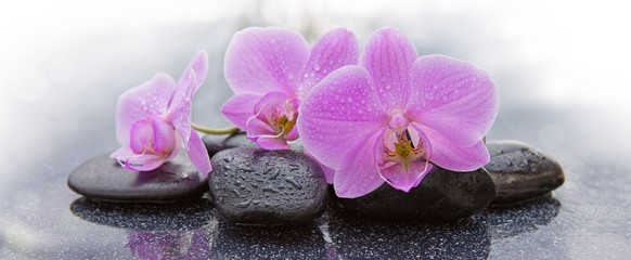 Three pink orchids and black stones close up.