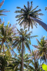 Fototapeta na wymiar Coconut palm trees and the shining sun, bottom view, in the tropical island Phangan, Thailand