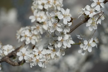 Weiße Kirschblüte 