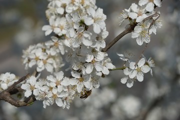 Weiße Kirschblüte 