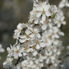 Weiße Kirschblüte 