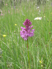 Lila Orchidee, Feuchtwiese und Moorlandschaft