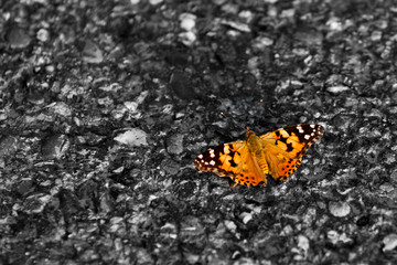 Schmetterling auf Asphalt