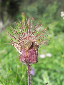 Geum rivale - Bach-Nelkenwurz