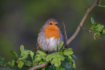 Rotkehlchen mit grünen Blättern