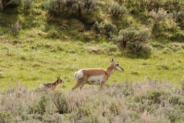 Pronghorn antelope and baby